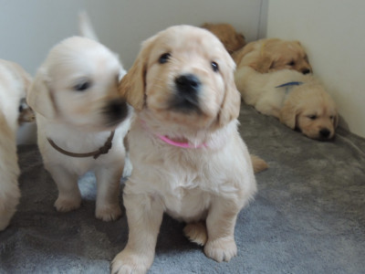 Les chiots de Golden Retriever