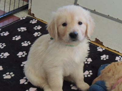 Les chiots de Golden Retriever