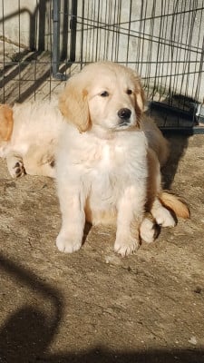 Les chiots de Golden Retriever