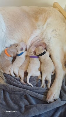 Les chiots de Golden Retriever