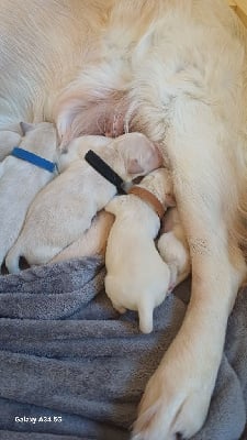 Les chiots de Golden Retriever