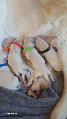 Les chiots de Golden Retriever