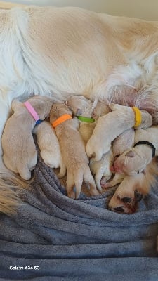 Les chiots de Golden Retriever