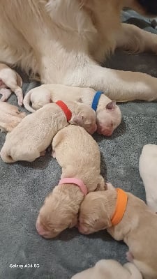 Les chiots de Golden Retriever
