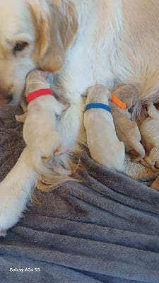 Les chiots de Golden Retriever