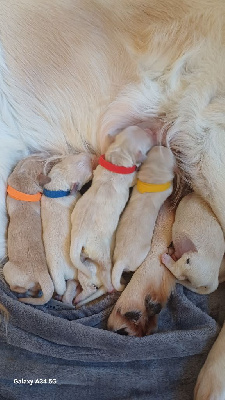 Les chiots de Golden Retriever
