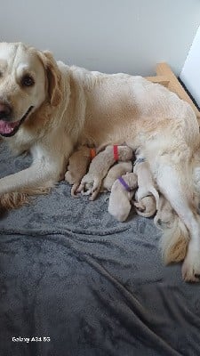 Golden Retriever - De Letshan