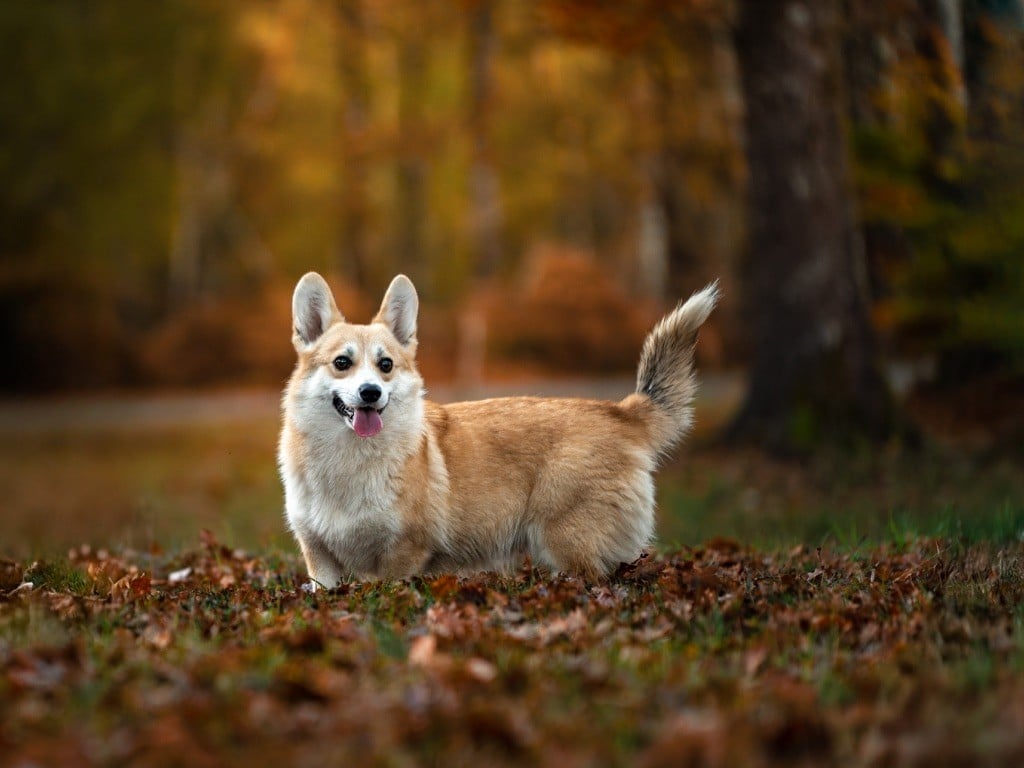 Valinka Du Royaume D Edda