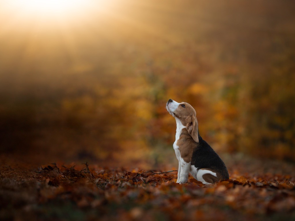 Publication : De La Rivière D’Hayley