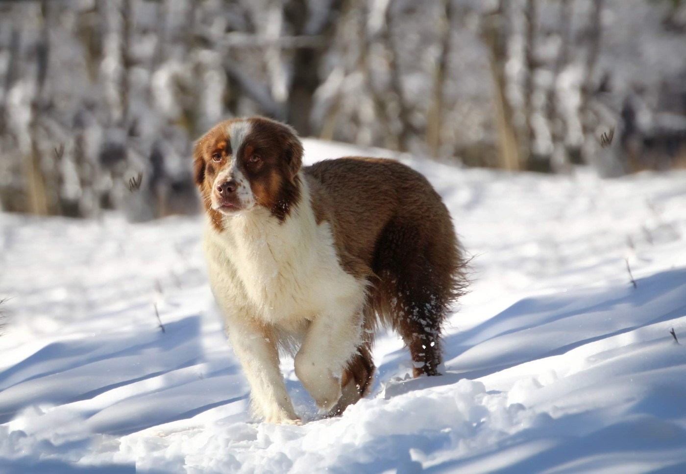 Power ranger hayley of go Fast Storm
