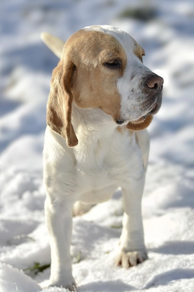 Publication : De La Rivière D’Hayley