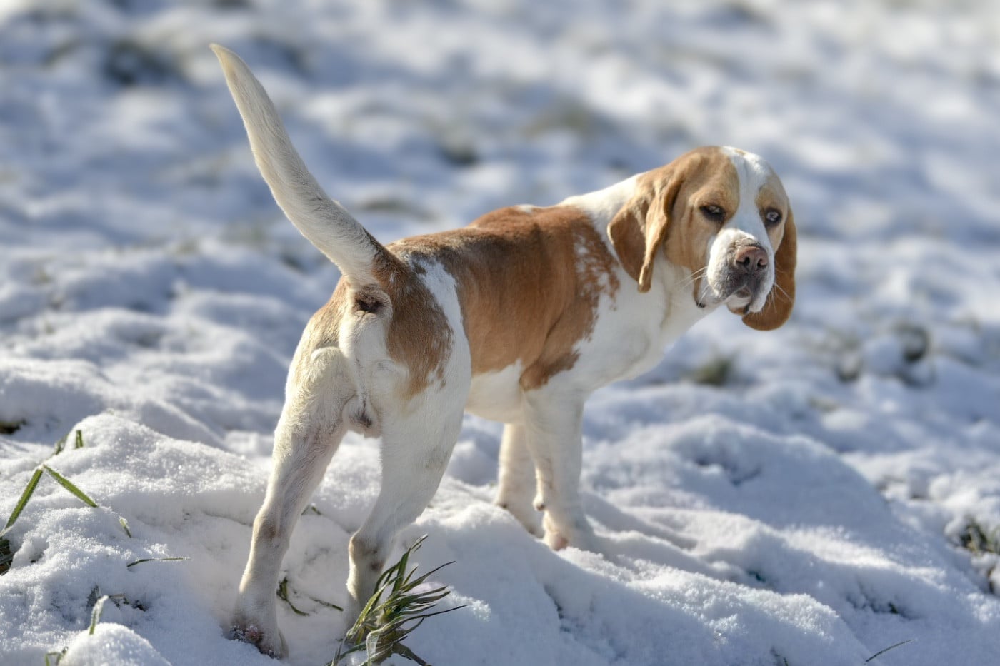 Publication : De La Rivière D’Hayley