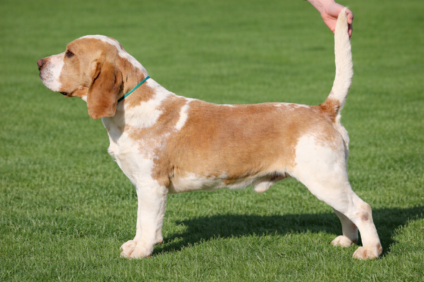 Usko Du domaine de la villatelle