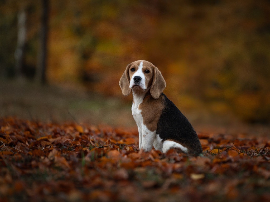 Publication : De La Rivière D’Hayley