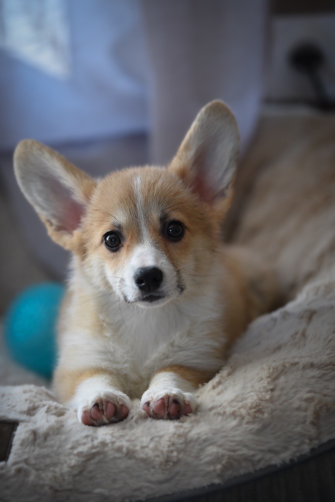 Valinka Du Royaume D Edda