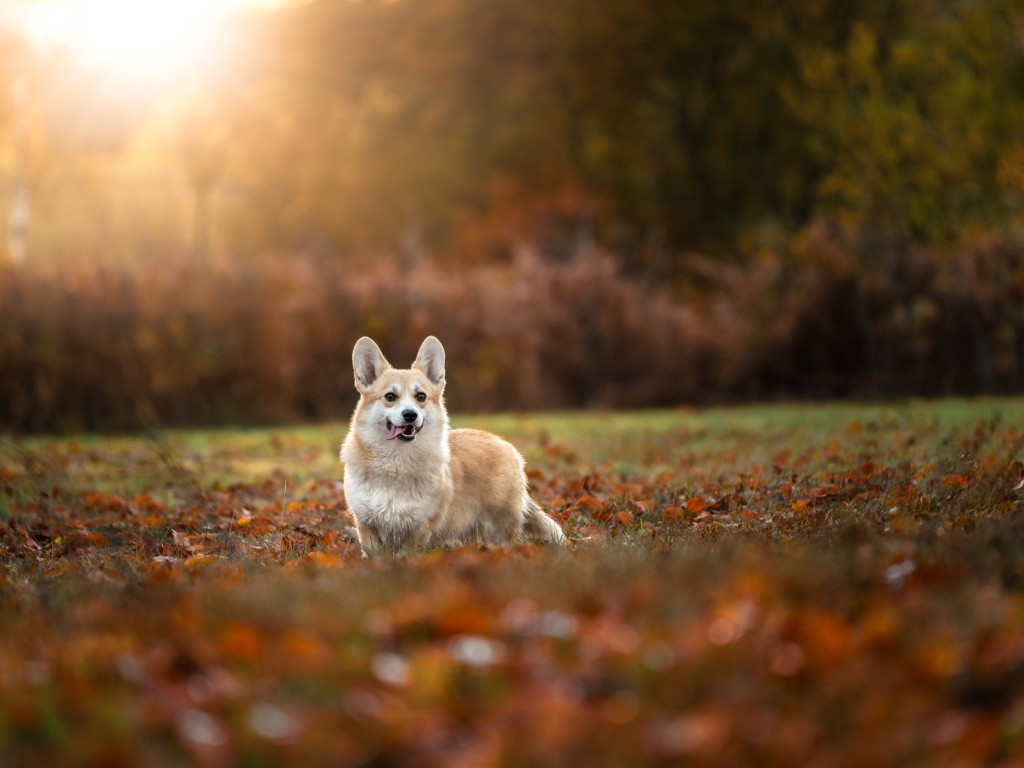 Valinka Du Royaume D Edda