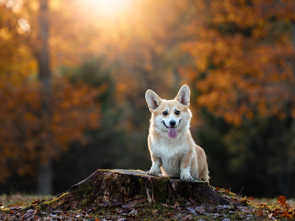 Valinka Du Royaume D Edda
