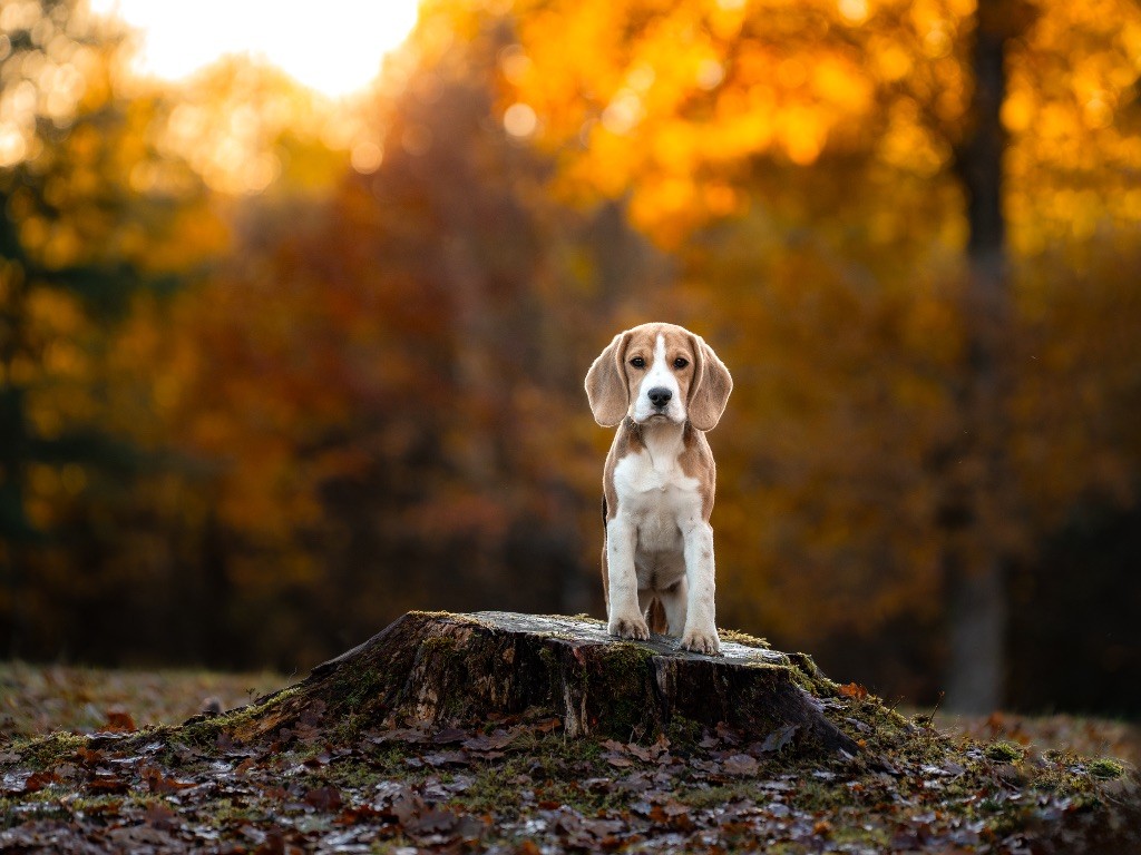 Publication : De La Rivière D’Hayley