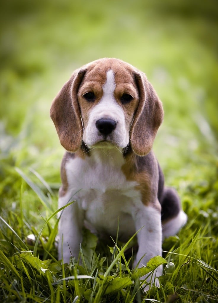 Publication : De La Rivière D’Hayley