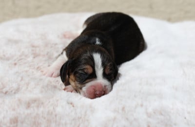 Les chiots de Beagle