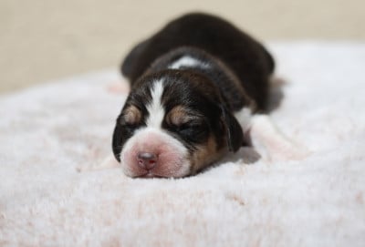 Les chiots de Beagle
