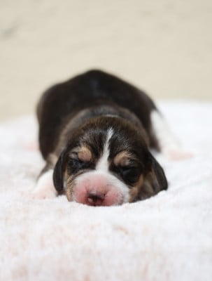 Les chiots de Beagle