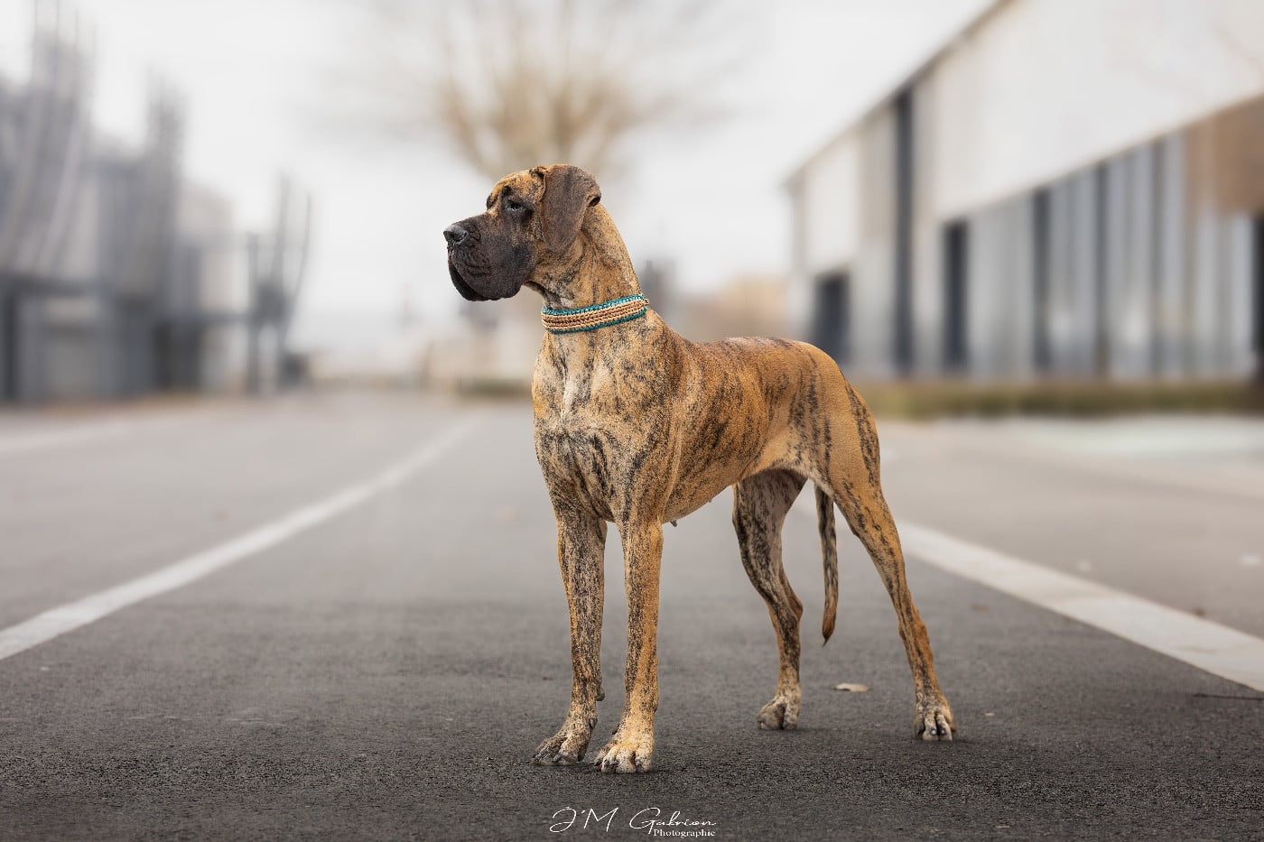CH. Des Gardiennes De Reves Xilou dit violette