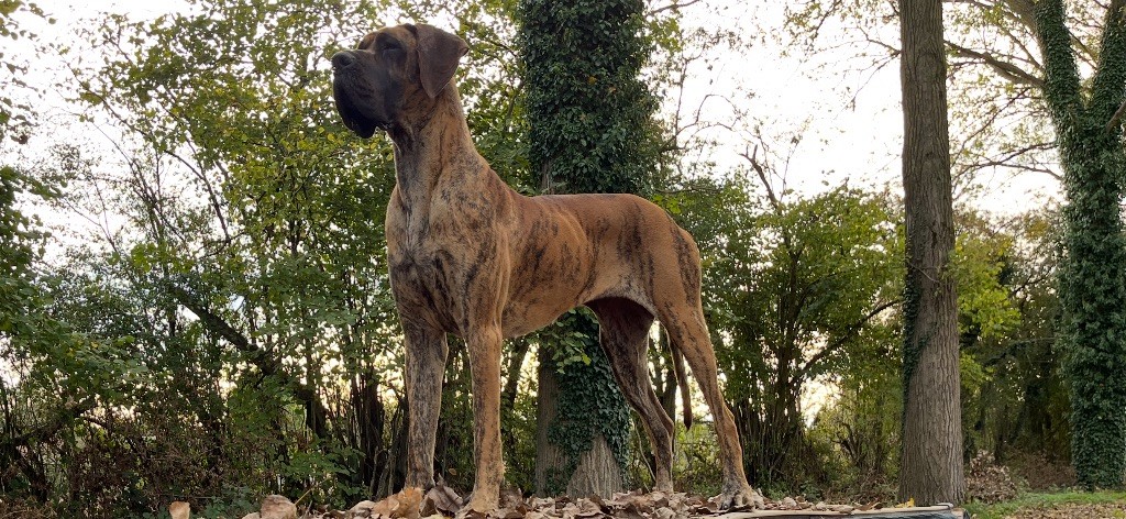 Des Gardiennes De Reves Xilou dit violette