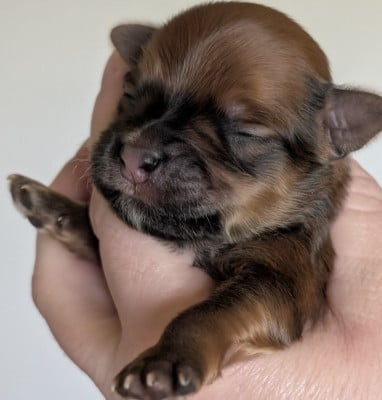 Les chiots de Bichon Havanais