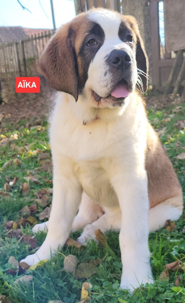 Chien du Saint-Bernard - Abbaye De Noirlac