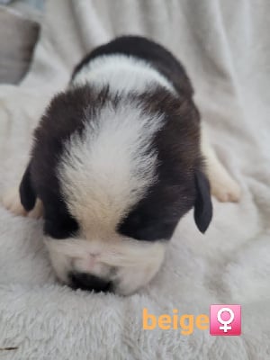 Les chiots de Chien du Saint-Bernard