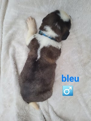 Les chiots de Chien du Saint-Bernard