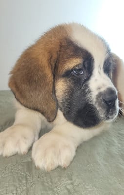 Les chiots de Chien du Saint-Bernard