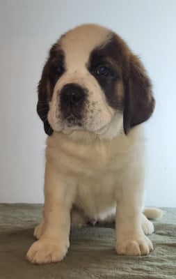 Les chiots de Chien du Saint-Bernard