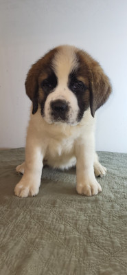 Les chiots de Chien du Saint-Bernard