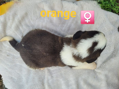 Les chiots de Chien du Saint-Bernard