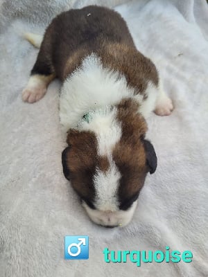 Les chiots de Chien du Saint-Bernard