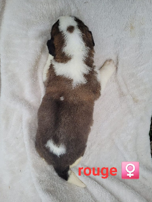 Les chiots de Chien du Saint-Bernard