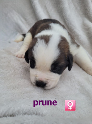 Les chiots de Chien du Saint-Bernard