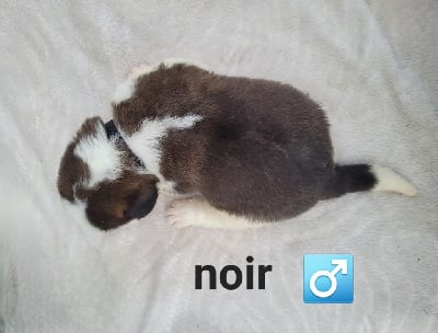 Les chiots de Chien du Saint-Bernard