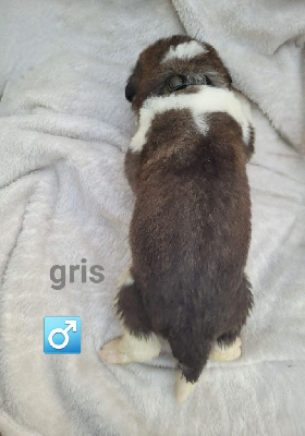 Les chiots de Chien du Saint-Bernard