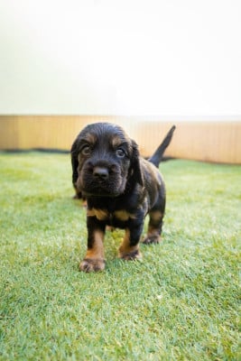 Les chiots de Cocker Spaniel Anglais