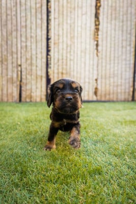 Les chiots de Cocker Spaniel Anglais
