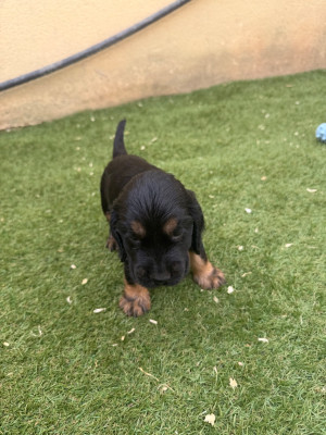 Les chiots de Cocker Spaniel Anglais