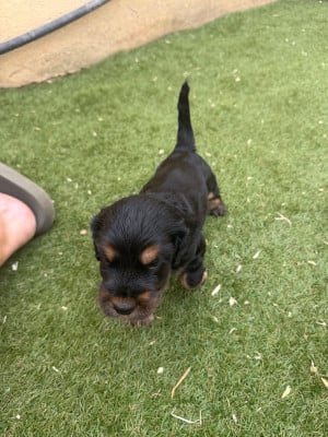Les chiots de Cocker Spaniel Anglais
