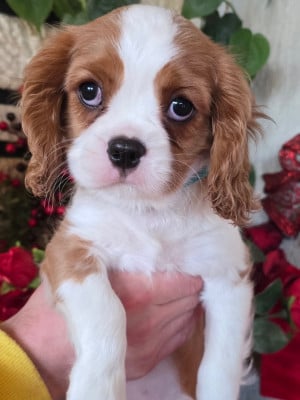 Les chiots de Cavalier King Charles Spaniel