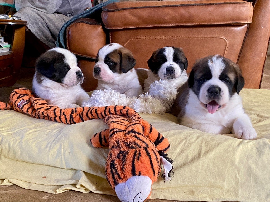 Chien du Saint-Bernard - Du Morvan Des Lacs