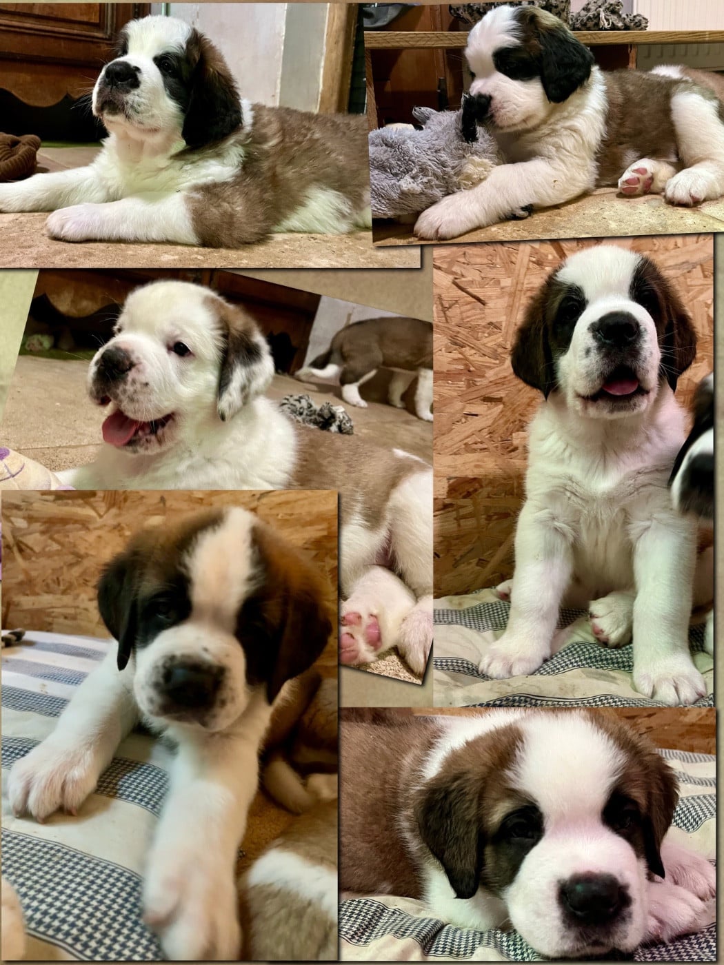 Chien du Saint-Bernard - Du Morvan Des Lacs