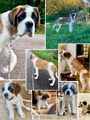Les chiots de Chien du Saint-Bernard
