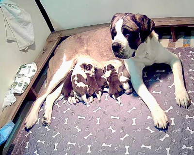 Les chiots de Chien du Saint-Bernard